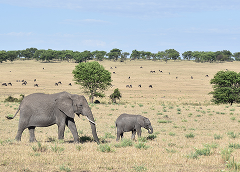 Serengeti National Park